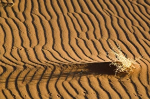 Sand patterns - with dry shrub and animal tracks - Early light Sand patterns - with dry shrub and animal tracks - Early light