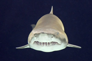 Sand Tiger Shark / Sand Shark / Grey nurse shark / Ragged-tooth shark Sand Tiger Shark / Sand Shark / Grey nurse shark / Ragged-tooth shark