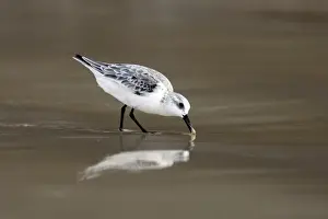 Wildlife Photography Prints Online Prints: Sanderling