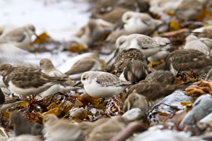 Sanderling - with Dunlin (Calidris alpina) and Turnstone (Arenaria interpres) Sanderling - with Dunlin (Calidris alpina) and Turnstone (Arenaria interpres)