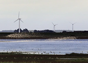Sandpipers - flocks in flight with wind turbines in background in winter Sandpipers - flocks in flight with wind turbines in background in winter