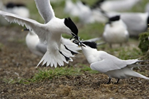 Sandwich Tern - 2 birds fighting over sandeels Sandwich Tern - 2 birds fighting over sandeels