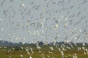 Sandwich Tern - flock flying over nesting colony Sandwich Tern - flock flying over nesting colony