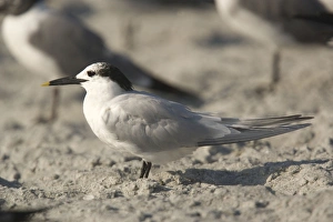 Sandwich Tern - in non-breeding plumage Sandwich Tern - in non-breeding plumage