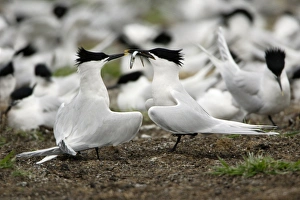 Sandwich Tern - pair courtship displaying Sandwich Tern - pair courtship displaying
