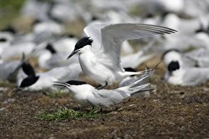 Sandwich Tern - pair mating on edge of nesting colony Sandwich Tern - pair mating on edge of nesting colony