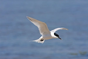 Sandwich Tern - Single adult in flight Sandwich Tern - Single adult in flight