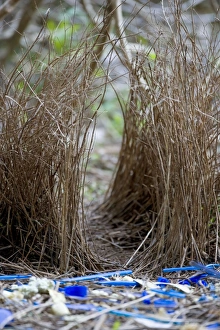 Satin Bowerbird - beautiful decorated bower Satin Bowerbird - beautiful decorated bower