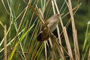 Locustella Luscinioides Species Prints: Savi's Warbler