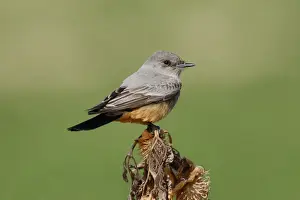 Personal Use Only Prints: Say's Phoebe