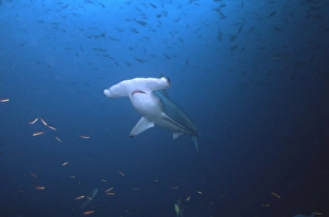 Scalloped Hammerhead Shark - This species found in warm temperate seas of the world Scalloped Hammerhead Shark - This species found in warm temperate seas of the world