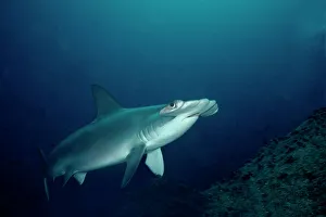 Scalloped Hammerhead - Shark ventures close to inspect cameraman Scalloped Hammerhead - Shark ventures close to inspect cameraman