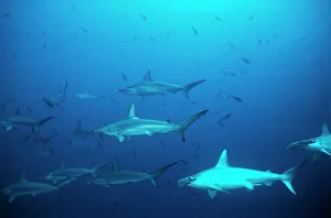 Scalloped Hammerhead Sharks - An amazing sight for a diver to see hundreds of Hammerheads constantly going past Scalloped Hammerhead Sharks - An amazing sight for a diver to see hundreds of Hammerheads constantly going past
