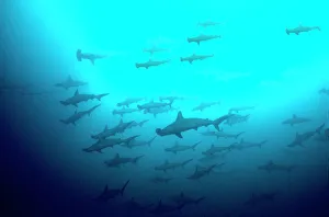 Scalloped Hammerhead Sharks - Looking up to see hundreds of Hammerheads going past. They are not agressive at humans Scalloped Hammerhead Sharks - Looking up to see hundreds of Hammerheads going past. They are not agressive at humans