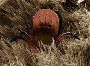 Black-legged Tick Print, A4 size