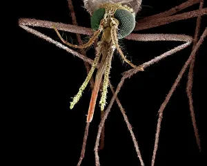 Female Anopheles Mosquito SEM Print, A4 size