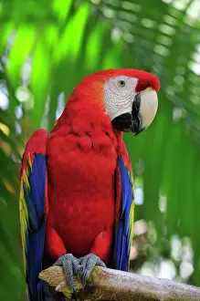 Tropical Bird Photography Prints: Scarlet macaw