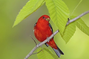 Scarlet Tanager - adult male in breeding plumage Scarlet Tanager - adult male in breeding plumage