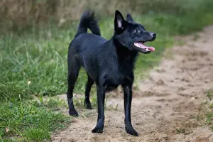Domestic Mammal Dogs Prints: Schipperke or Spitske