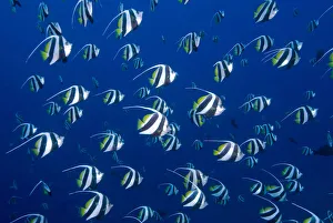 Schooling bannerfish, Raja Ampat Islands Schooling bannerfish, Raja Ampat Islands