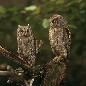 Birds Perched On Branch Prints: Scops Owl - pair