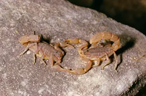 Arachnid Wildlife Photography Prints: Scorpions - mating dance