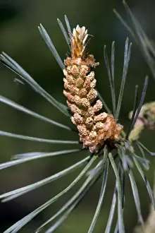 Earth Environment Photos Prints: Scots Pine Tree - cone
