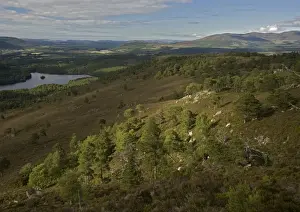 Pinus Sylvestris Images Prints: Scots Pine trees