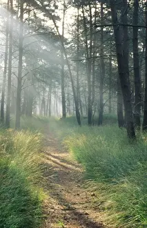 Scots Pine Woodland Prints: Scots Pine wood and path