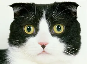 Jean Michel Labat Photography Prints: Scottish Fold Cat