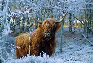 Scottish Highland Cow - in frost Scottish Highland Cow - in frost