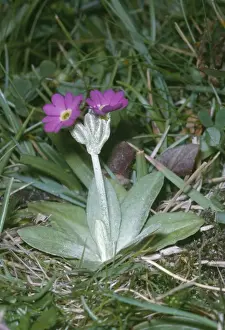 European Flower Species Prints: Scottish Primrose