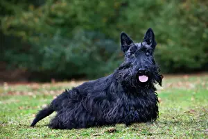Scottish Terrier Print - ME-2046