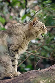 Wildlife Photography Prints: Scottish Wildcat - snarling