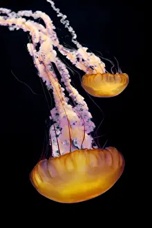 Sea Nettle Print, a photograph of Chrysaora fuscescens