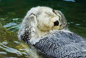 Sea Otter - grooming in water Sea Otter - grooming in water