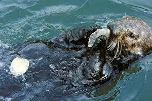 Prints of TOM-786 Sea Otter - Using tool - rock to open clam Enhydra lutris Tom and Pat Leeson Please note that prints are for personal display purposes only and may not be reproduced in any way. Sea Otter Prints: Sea Otter Using Tool Rock Print