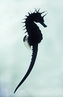 Seahorse - under water silhouette Seahorse - under water silhouette