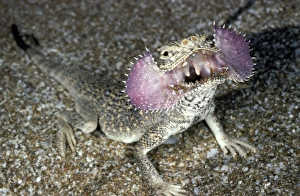 Secret Toad-Headed Agama - dispays being disturbed - sand dunes - desert Secret Toad-Headed Agama - dispays being disturbed - sand dunes - desert