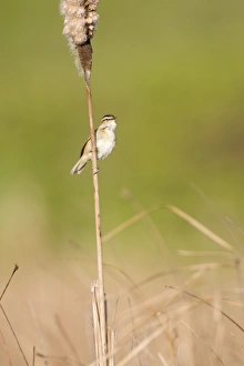 Sedge Warbler - Perched on the stem of a bullrush singing Sedge Warbler - Perched on the stem of a bullrush singing