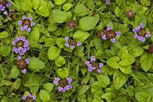 Purple Flowers UK Prints: Self-heal