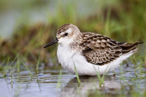 Semi Palmated Sandpiper - Autumn migrant Semi Palmated Sandpiper - Autumn migrant
