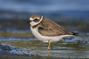 Semipalmated Plover - juvenile at Jamaica Bay Semipalmated Plover - juvenile at Jamaica Bay