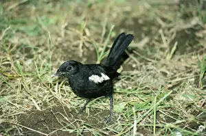 Seychelles Magpie Robin Print