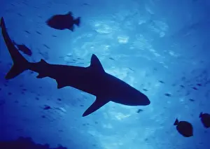 Shark Underwater Photography Prints: Shark and fish underwater - Underside view
