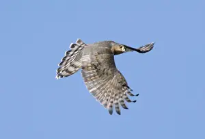 Sharp-shinned Hawk Print (Accipiter striatus) JZ-2154