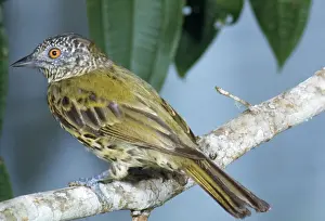 Prints of JSD-560 SHARPBILL Oxyruncus cristatus John Dunning Please note that prints are for personal display purposes only and may not be reproduced in any way. Sharpbill Prints: Sharpbill Print: Oxyruncus cristatus