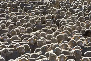 Agricultural Landscape Pictures Prints: Sheep - close-up of flock