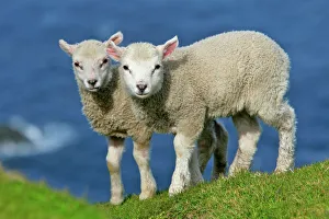 Sheep - two cute lambs standing on cliff edge looking into camera Sheep - two cute lambs standing on cliff edge looking into camera