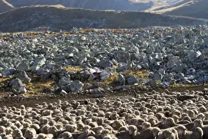 Sheep Flock Print LA-5078 by Jean Michel Labat